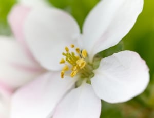 white 5 petaled flower thumbnail