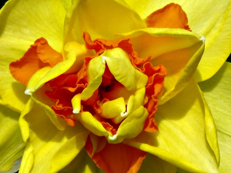 yellow and orange daffodil preview