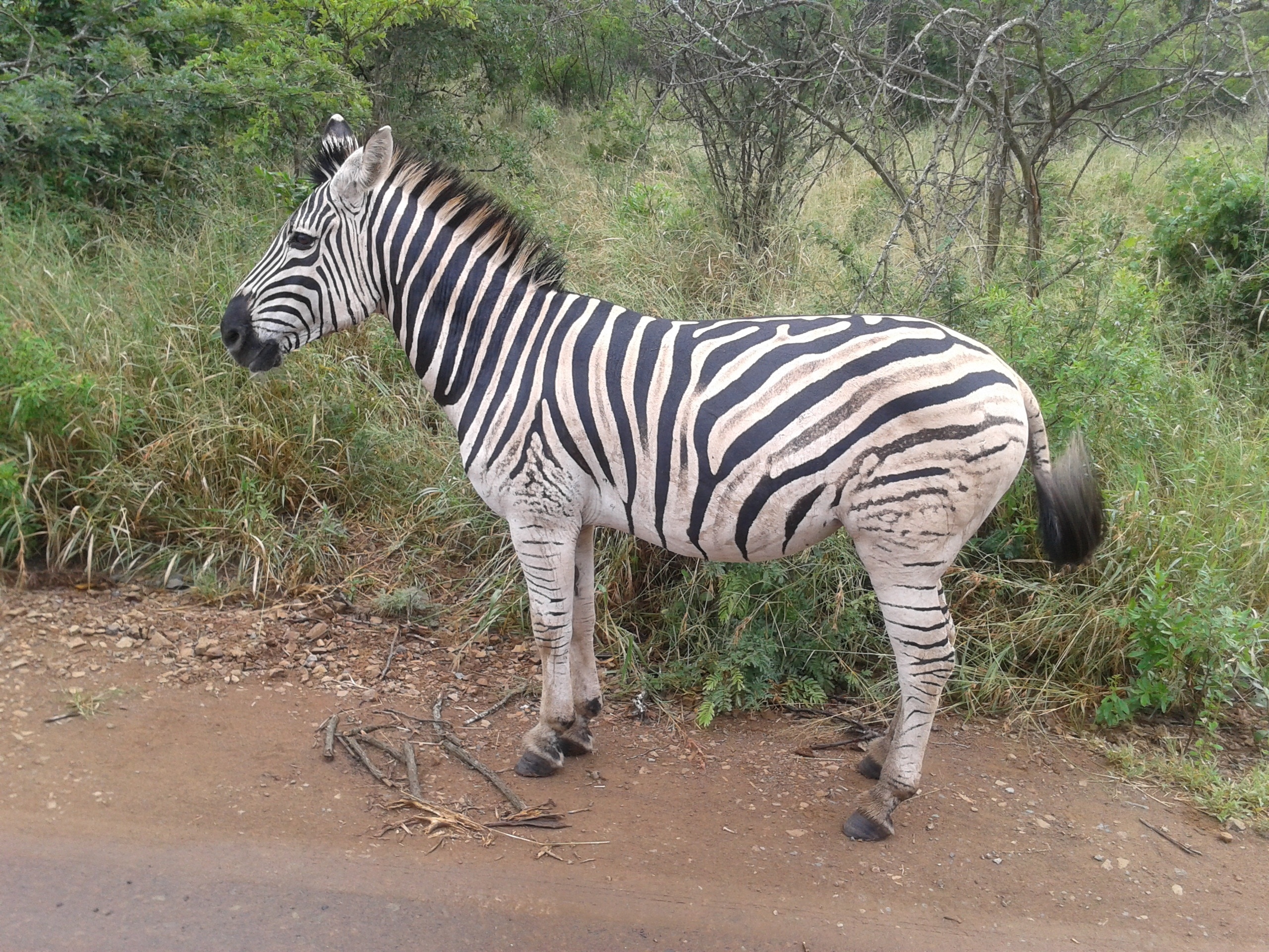 white and black zebra