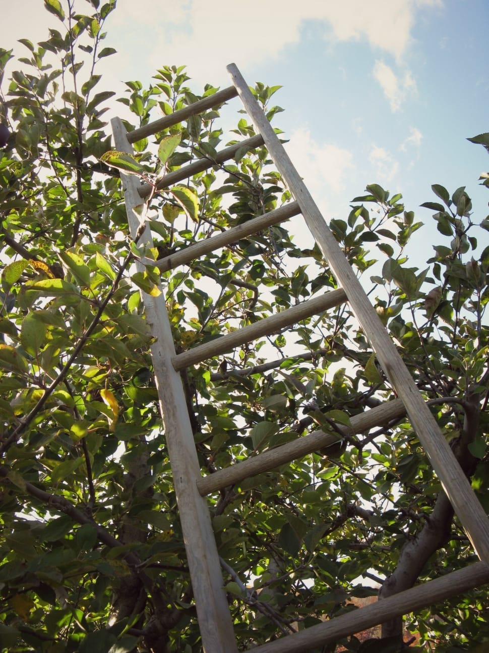 brown wooden ladder on tree preview