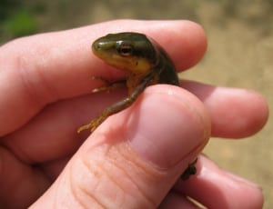 green and brown baby frog thumbnail