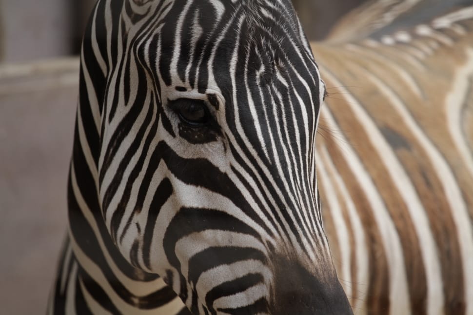 close up photo of zebra preview