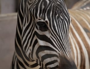 close up photo of zebra thumbnail