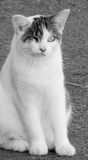 white and gray tabby cat thumbnail