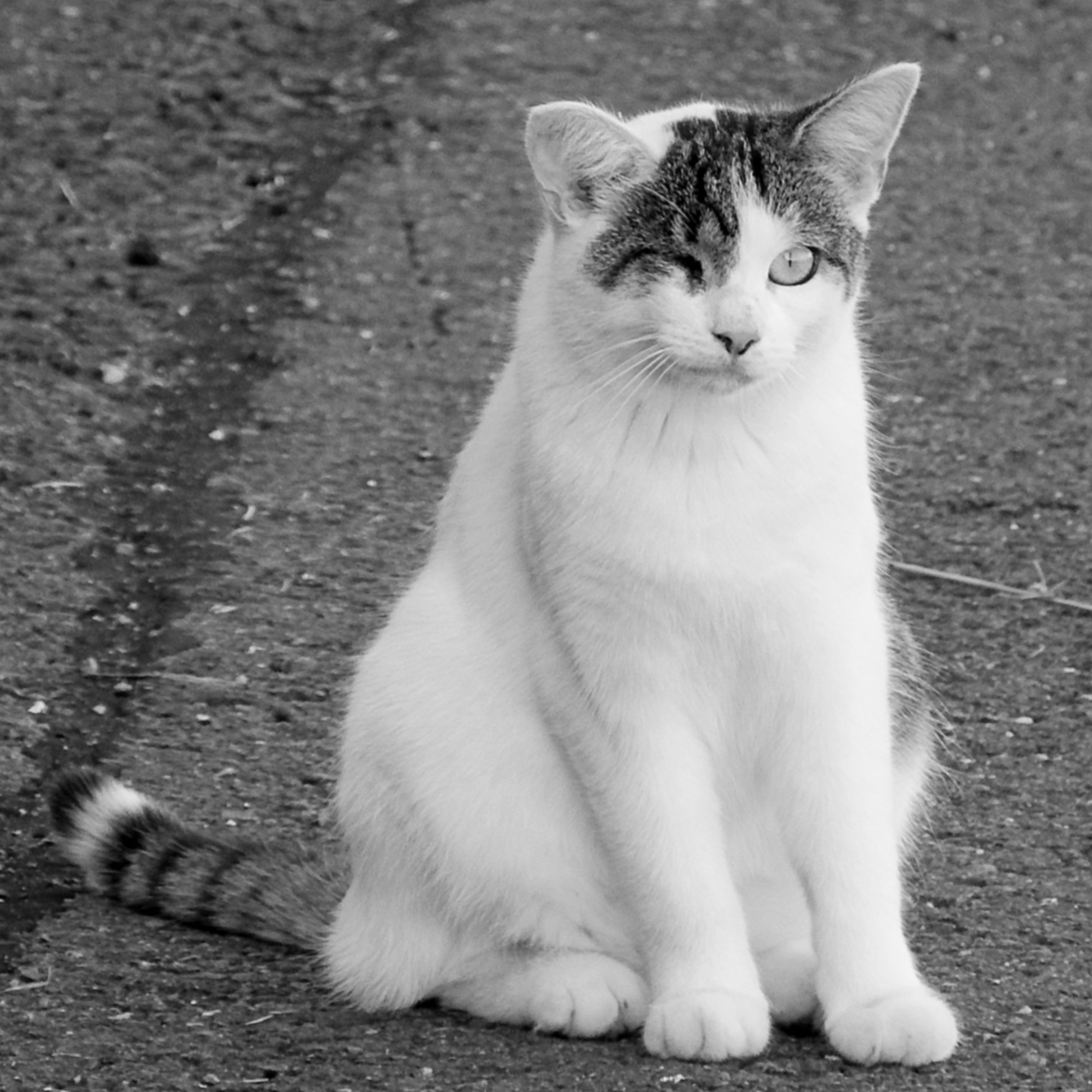 white and gray tabby cat