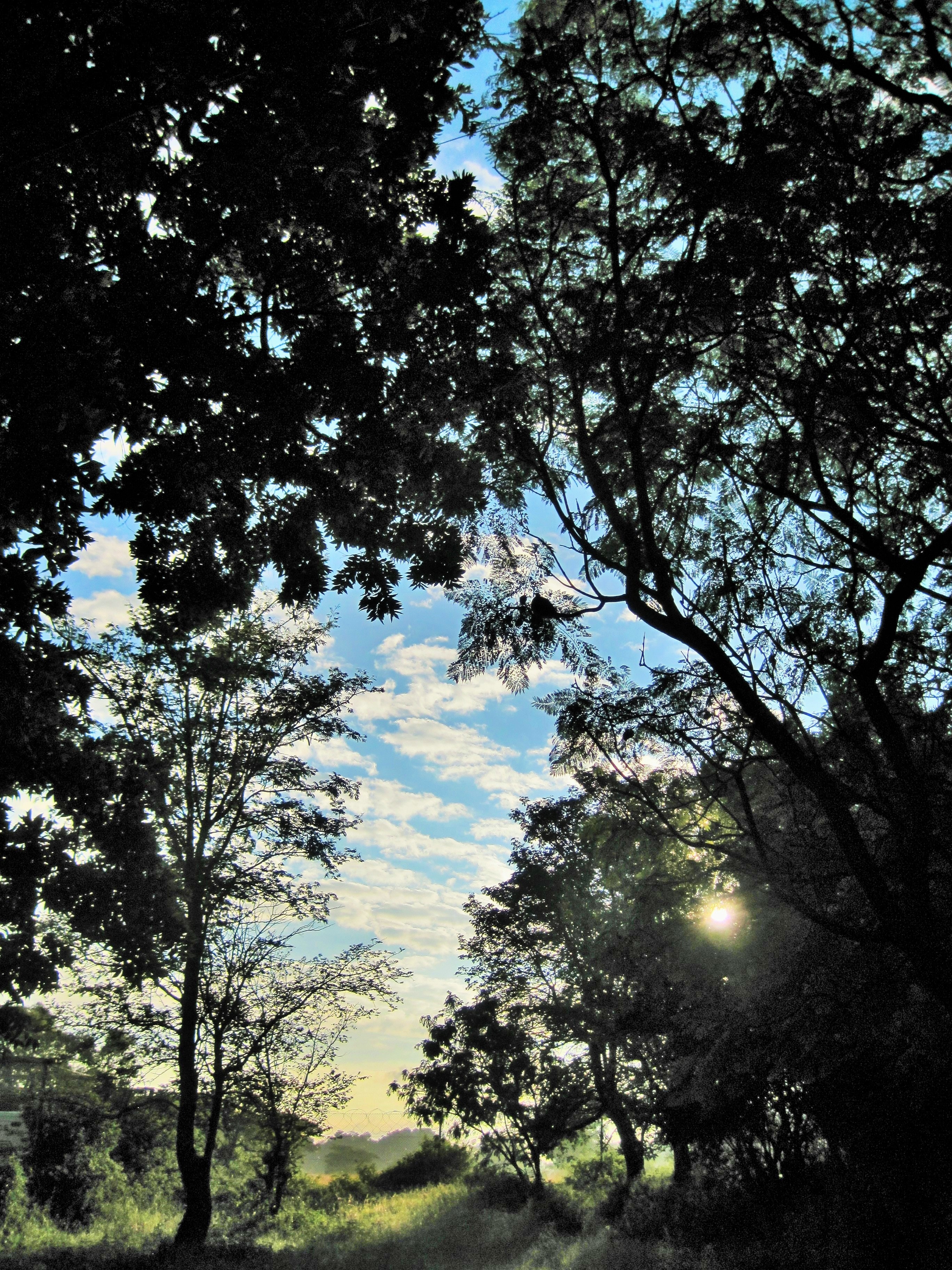 Under forest. Bright Sky Forest. Cloudy.