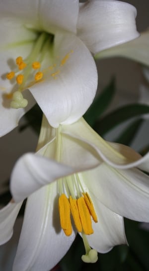 closeup photo of white lilies thumbnail