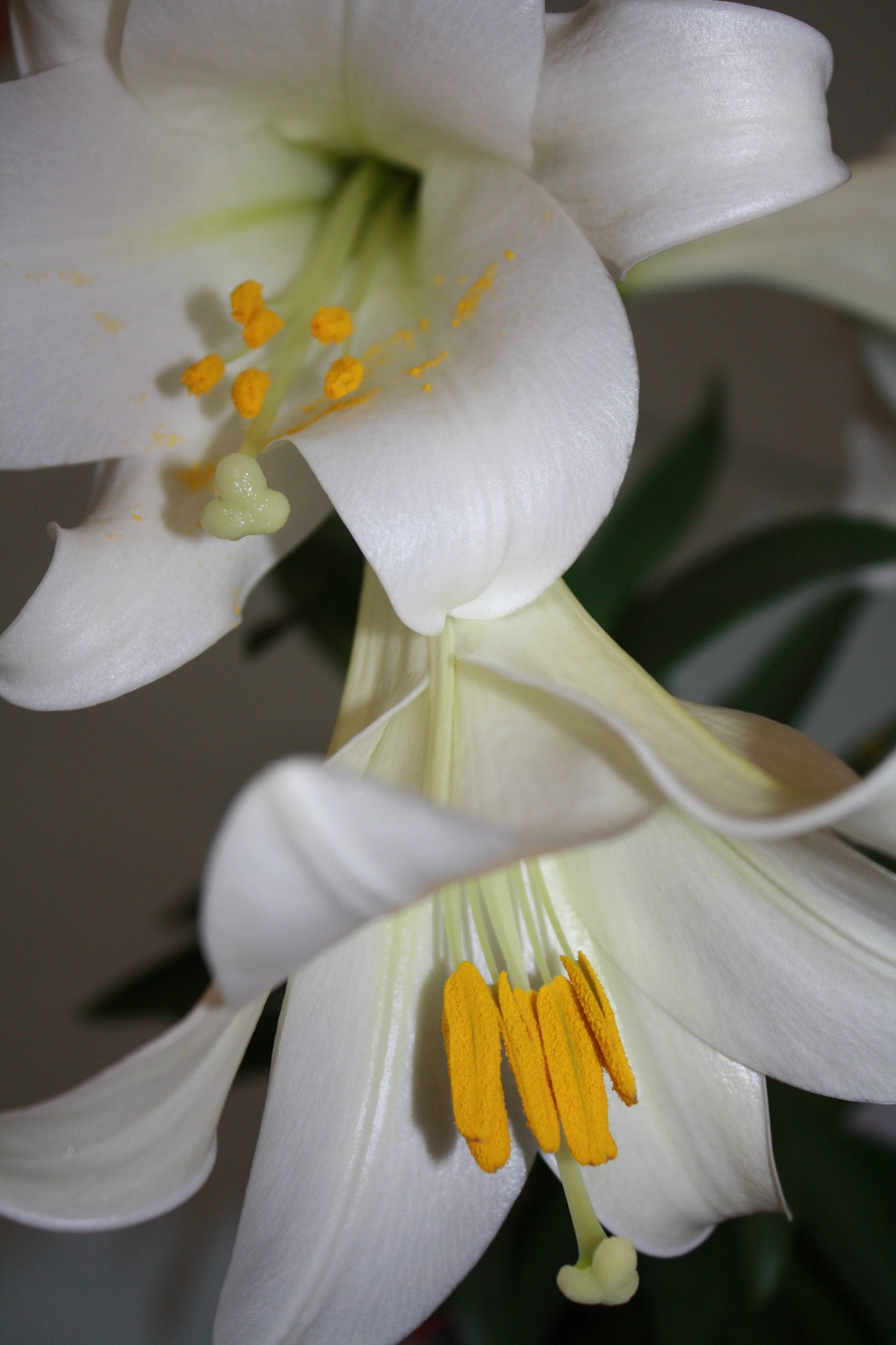 closeup photo of white lilies