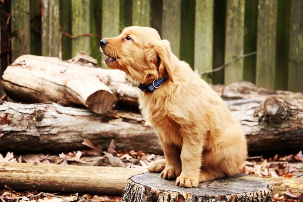 golden retriever puppy sitting on cut tree log in forest preview