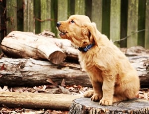 golden retriever puppy sitting on cut tree log in forest thumbnail