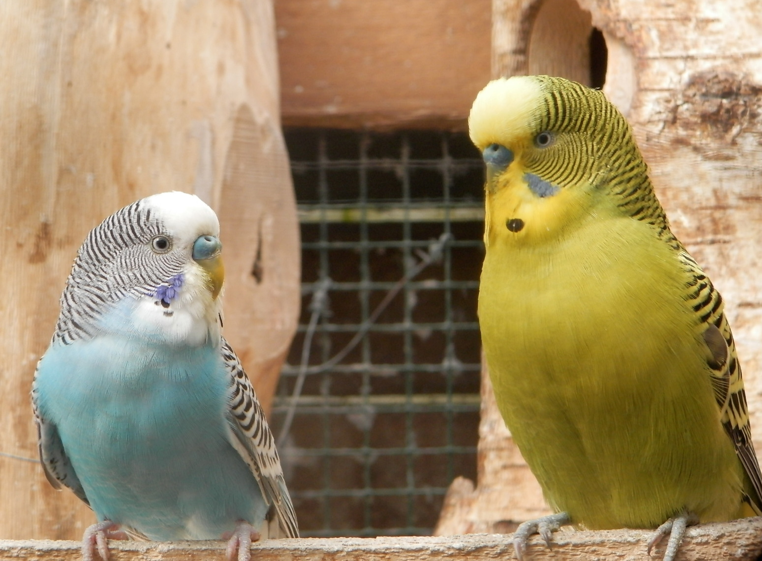 2 parakeets