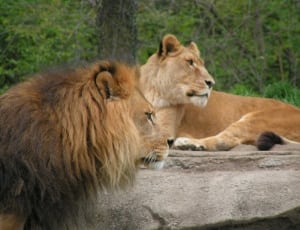 lion and lioness thumbnail