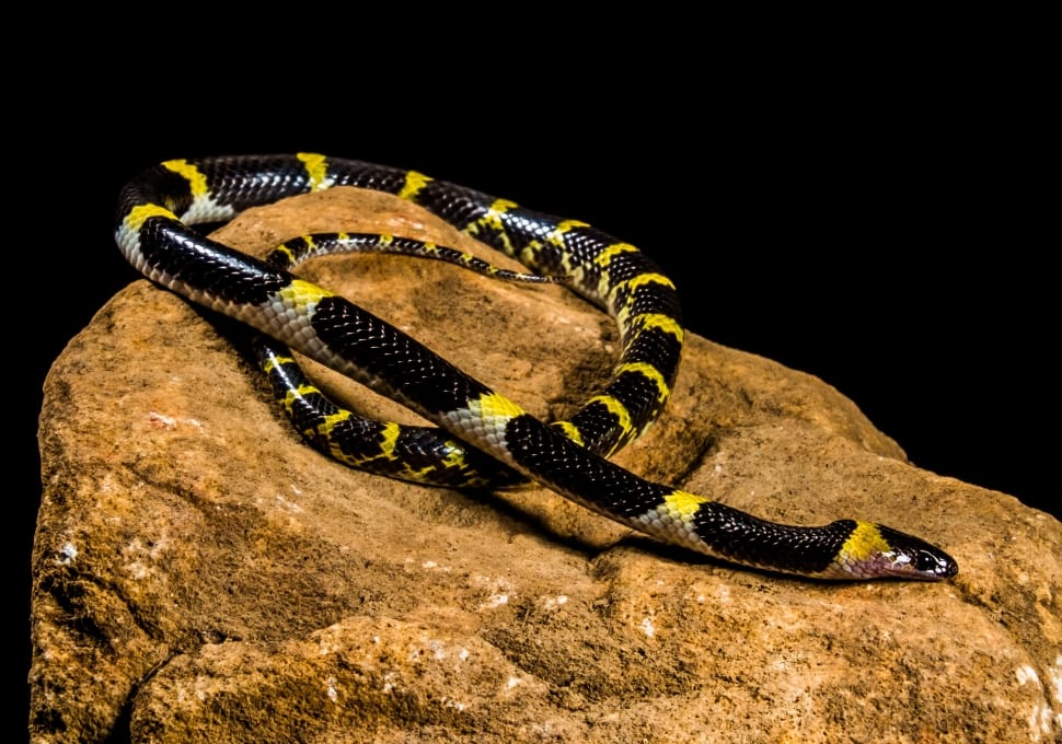 black brown and yellow snake preview