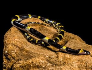 black brown and yellow snake thumbnail