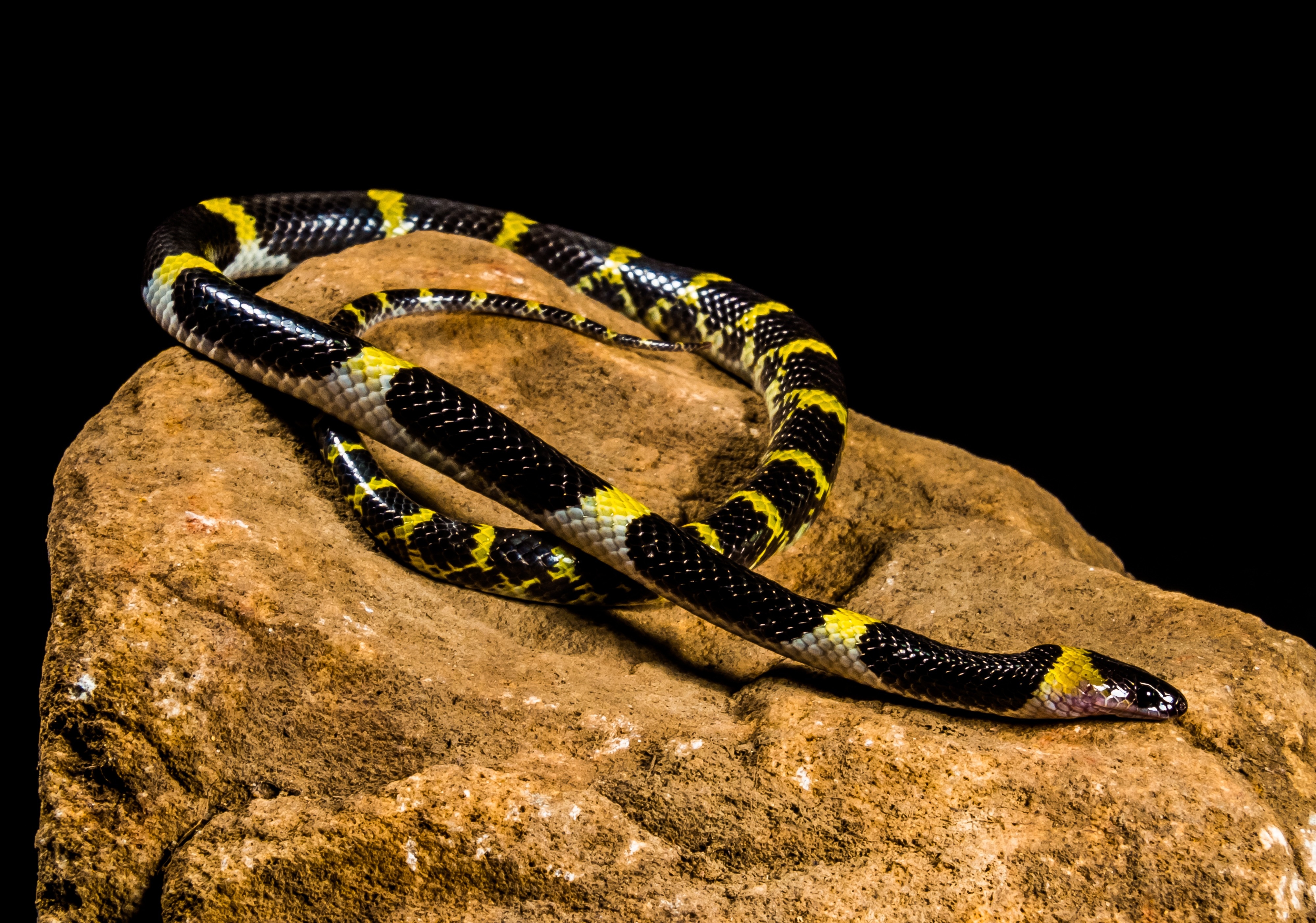 Чёрная змея с жёлтыми полосками