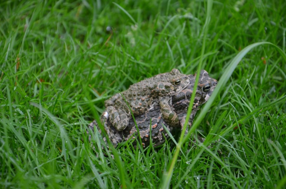 two frog on green grass during daytime preview