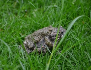 two frog on green grass during daytime thumbnail