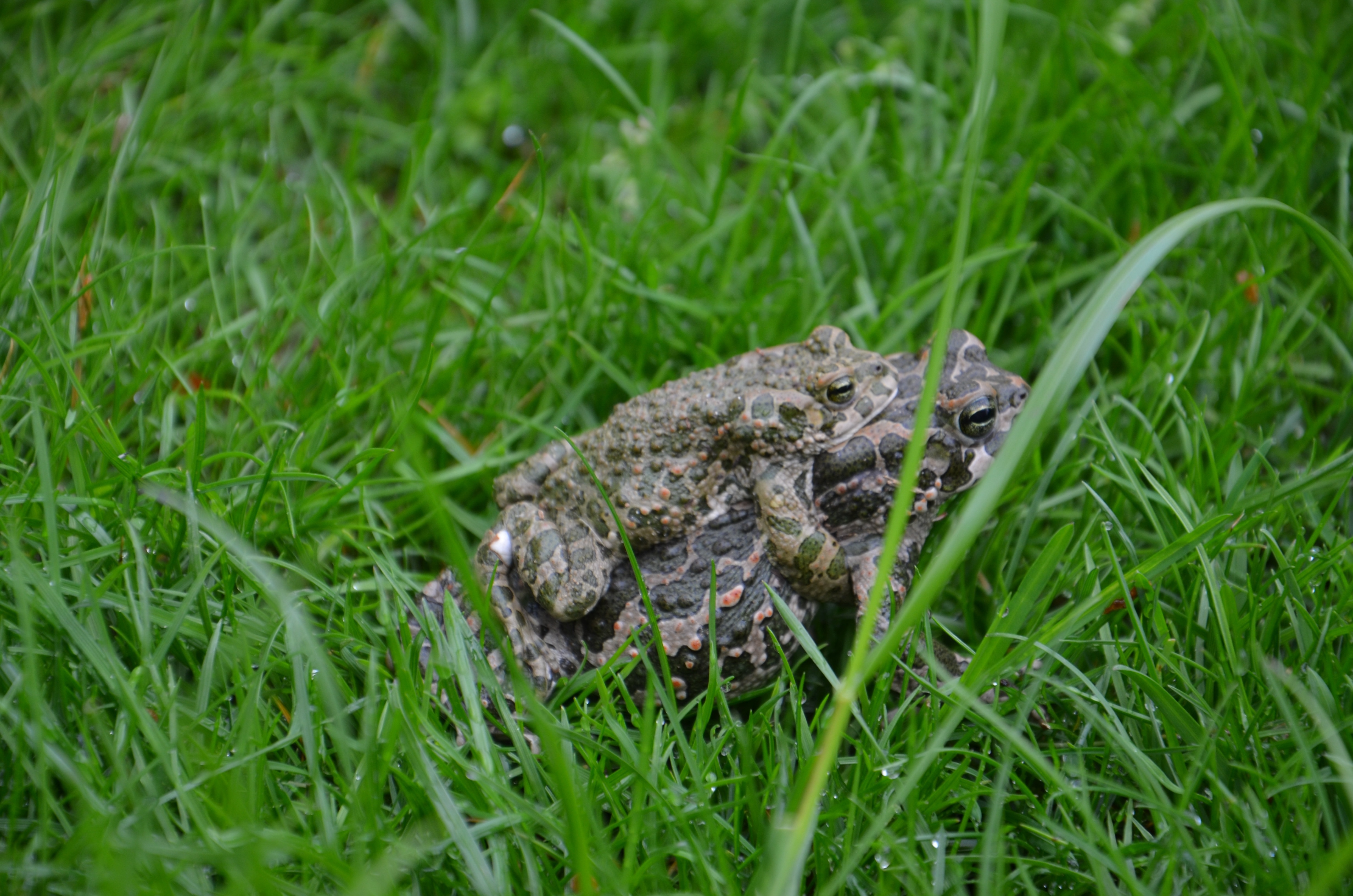 two frog on green grass during daytime