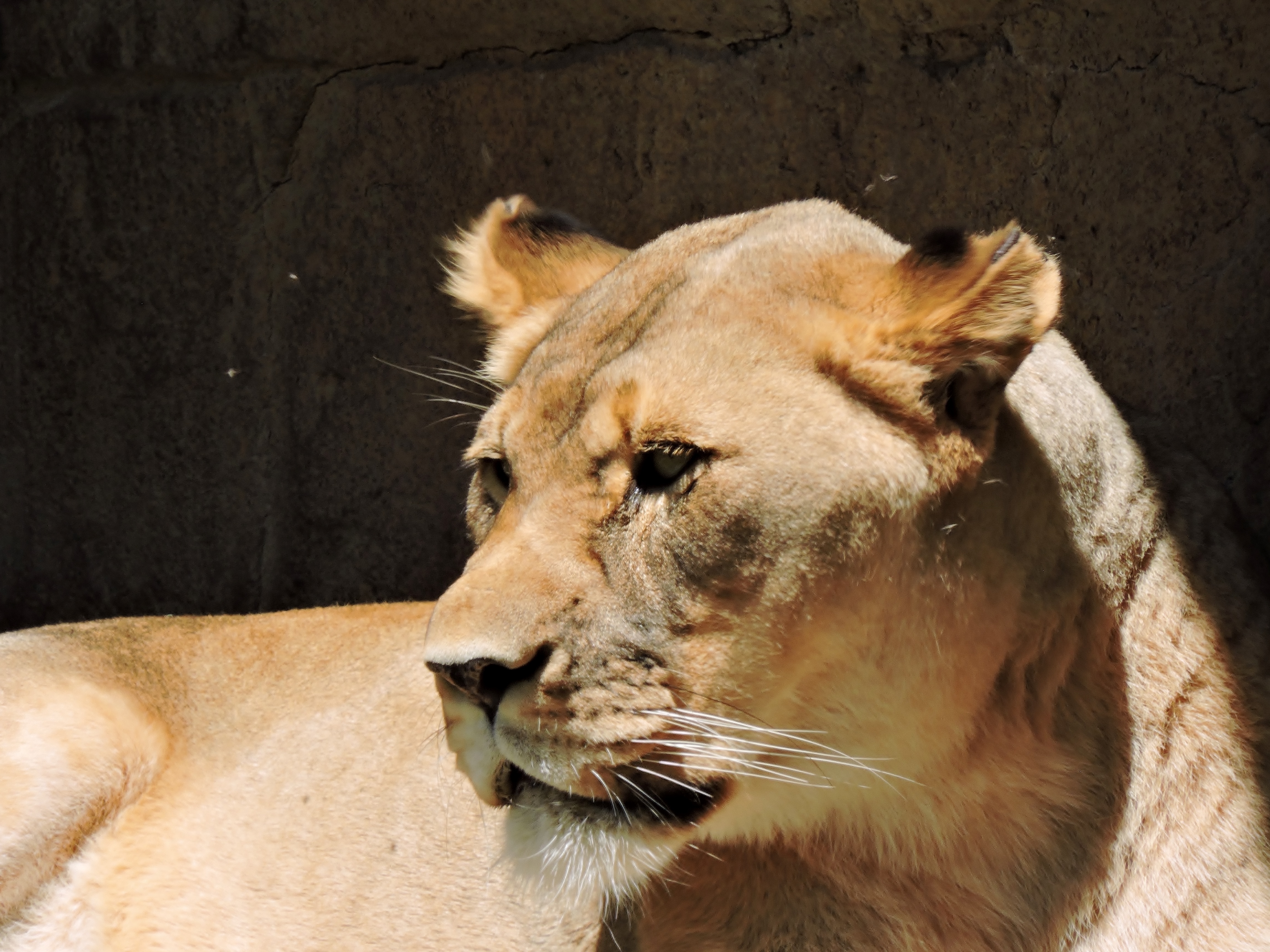 brown lioness