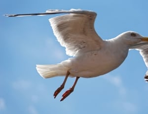 white sea gull thumbnail