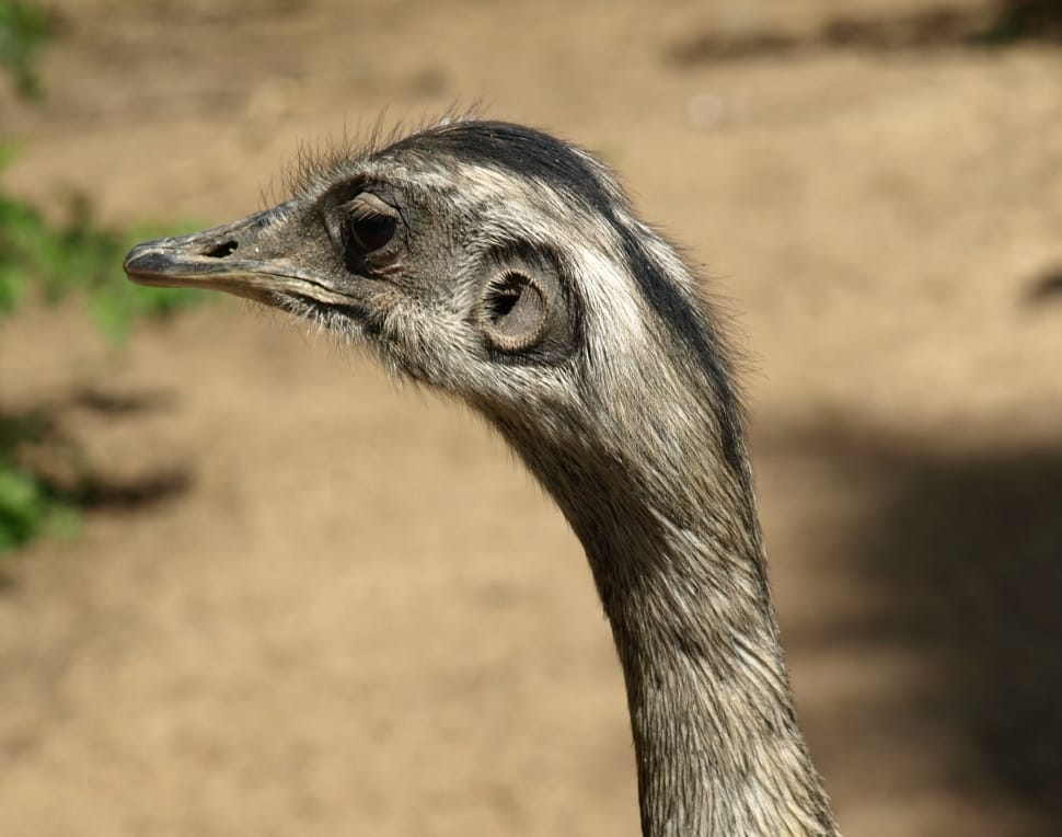 emu bird preview