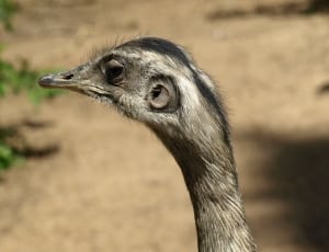 emu bird thumbnail