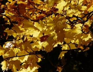 yellow maple leaves thumbnail