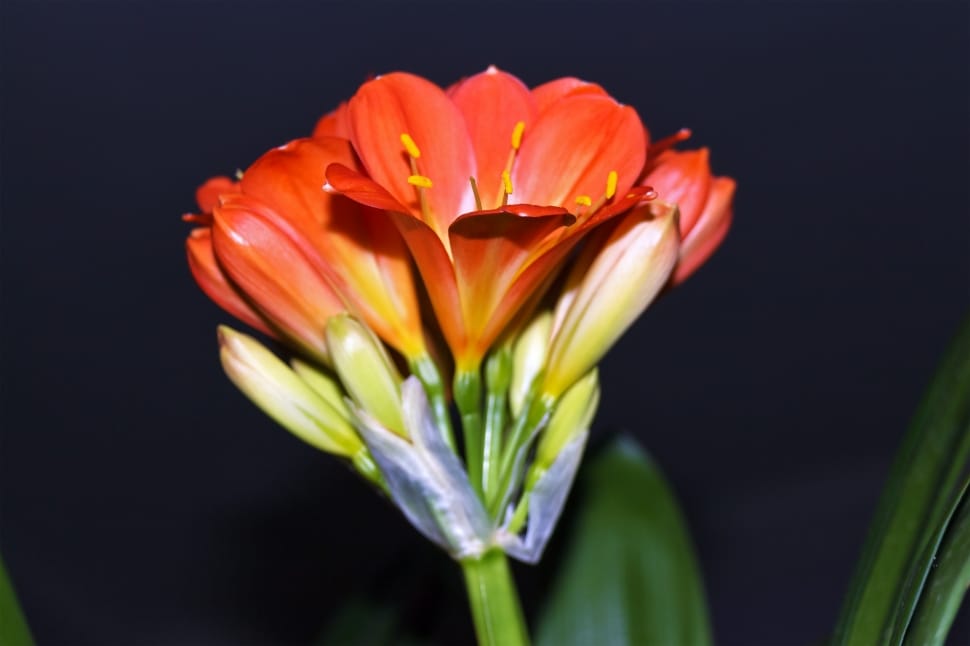 Clivia Miniata, Klívia, Flower, Light, ,  preview