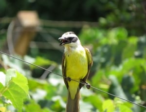white and brown pointed beak small bird thumbnail