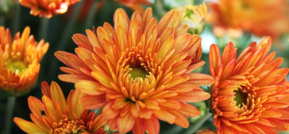 orange chrysanthemums preview