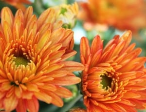 orange chrysanthemums thumbnail