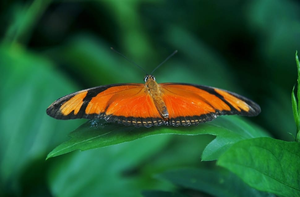 orange and black longwing butterfly preview