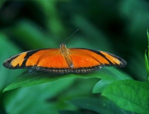 orange and black longwing butterfly thumbnail