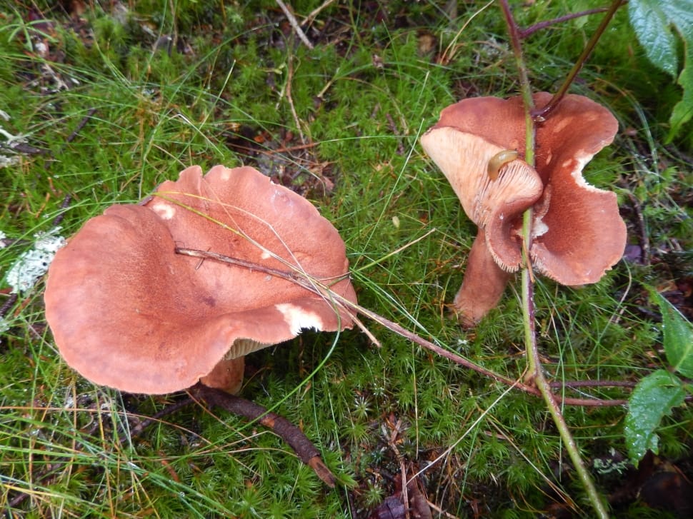 2 brown mushrooms preview