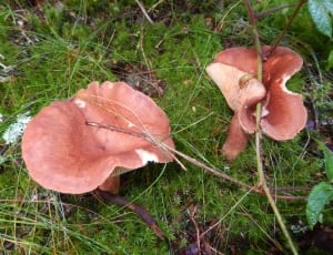 2 brown mushrooms thumbnail
