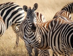 herd of zebras thumbnail
