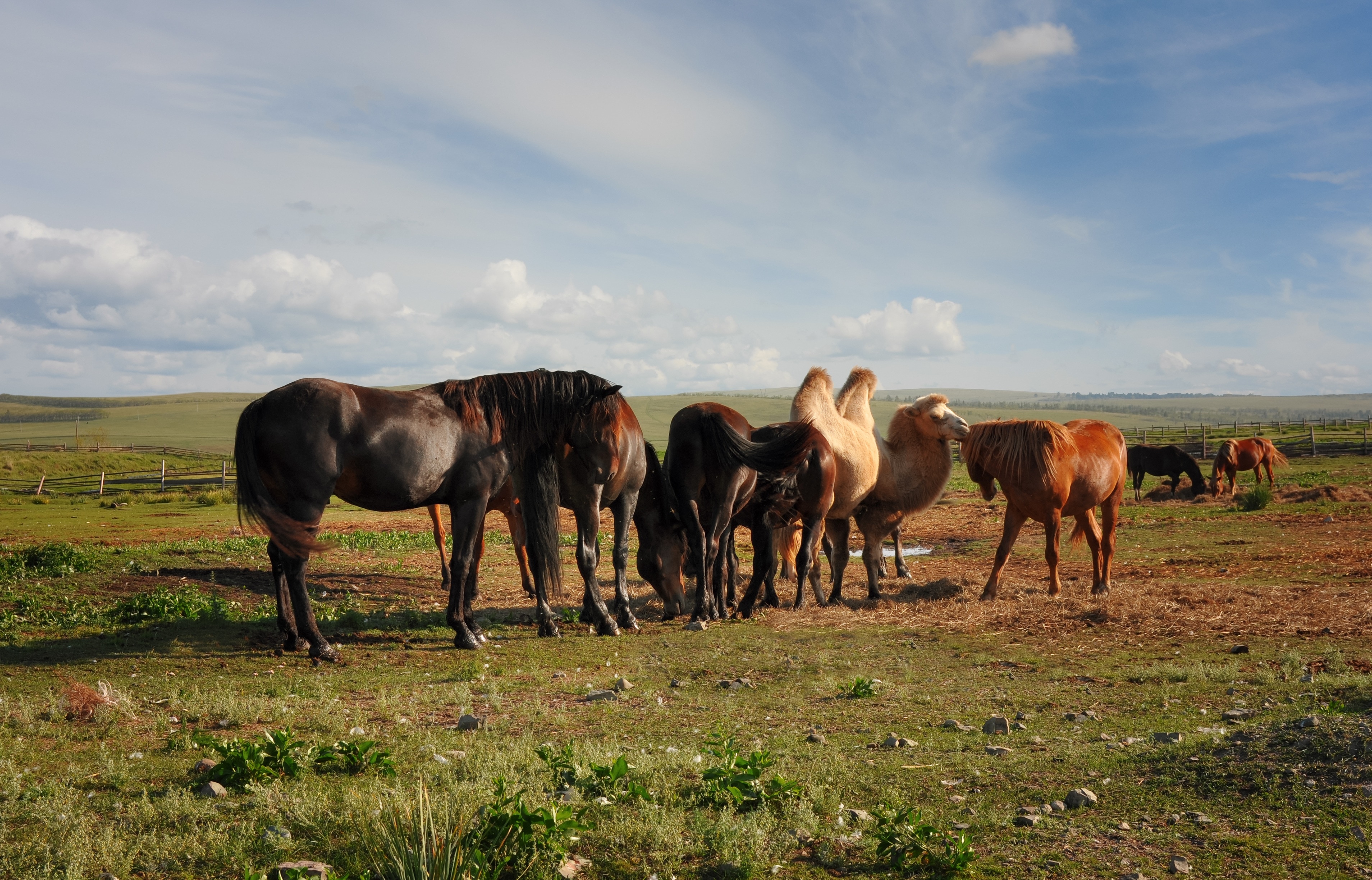 Чем объяснялась ведущая роль коневодства и верблюдоводства. Коневодство и верблюдоводство. Лошадь в сельском хозяйстве. Сельскохозяйственные животные лошади. Дикие Верблюды и Дикие лошади в Казахстане.