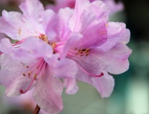 peach blossom thumbnail