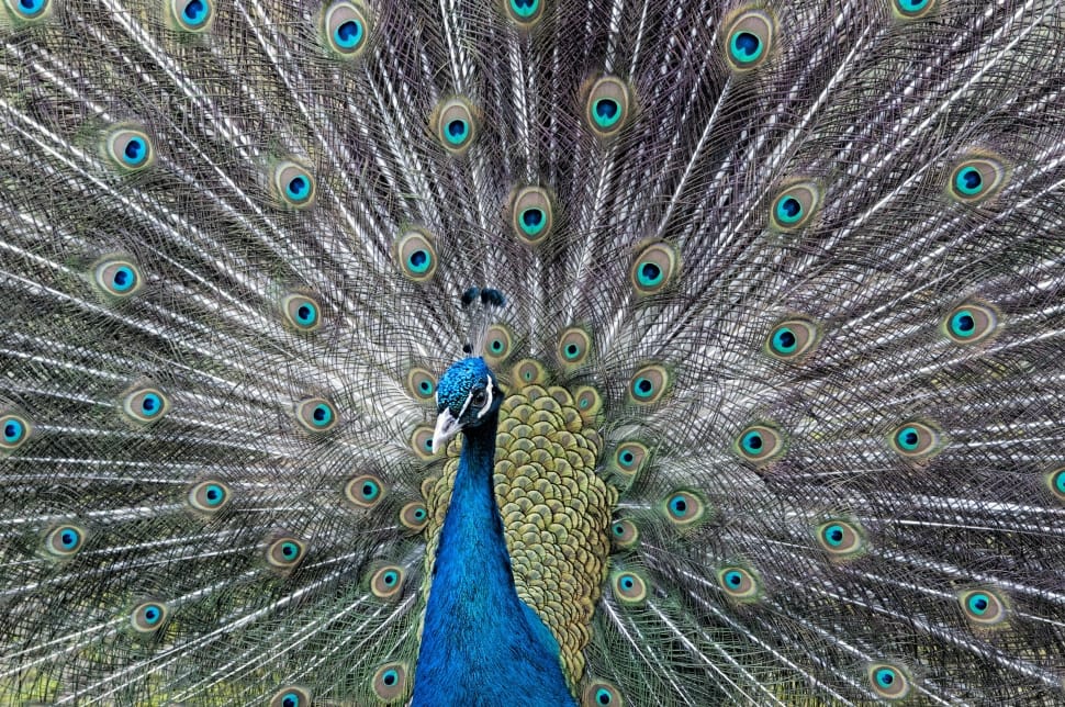 peacock animal preview