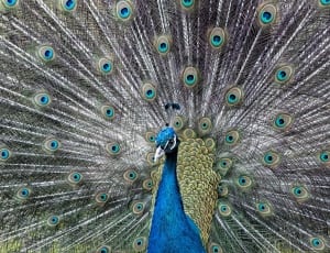 peacock animal thumbnail