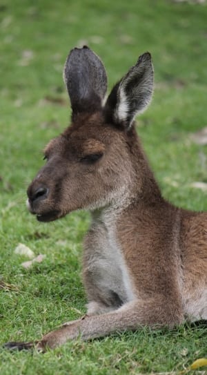 brown and grey kangaroo thumbnail