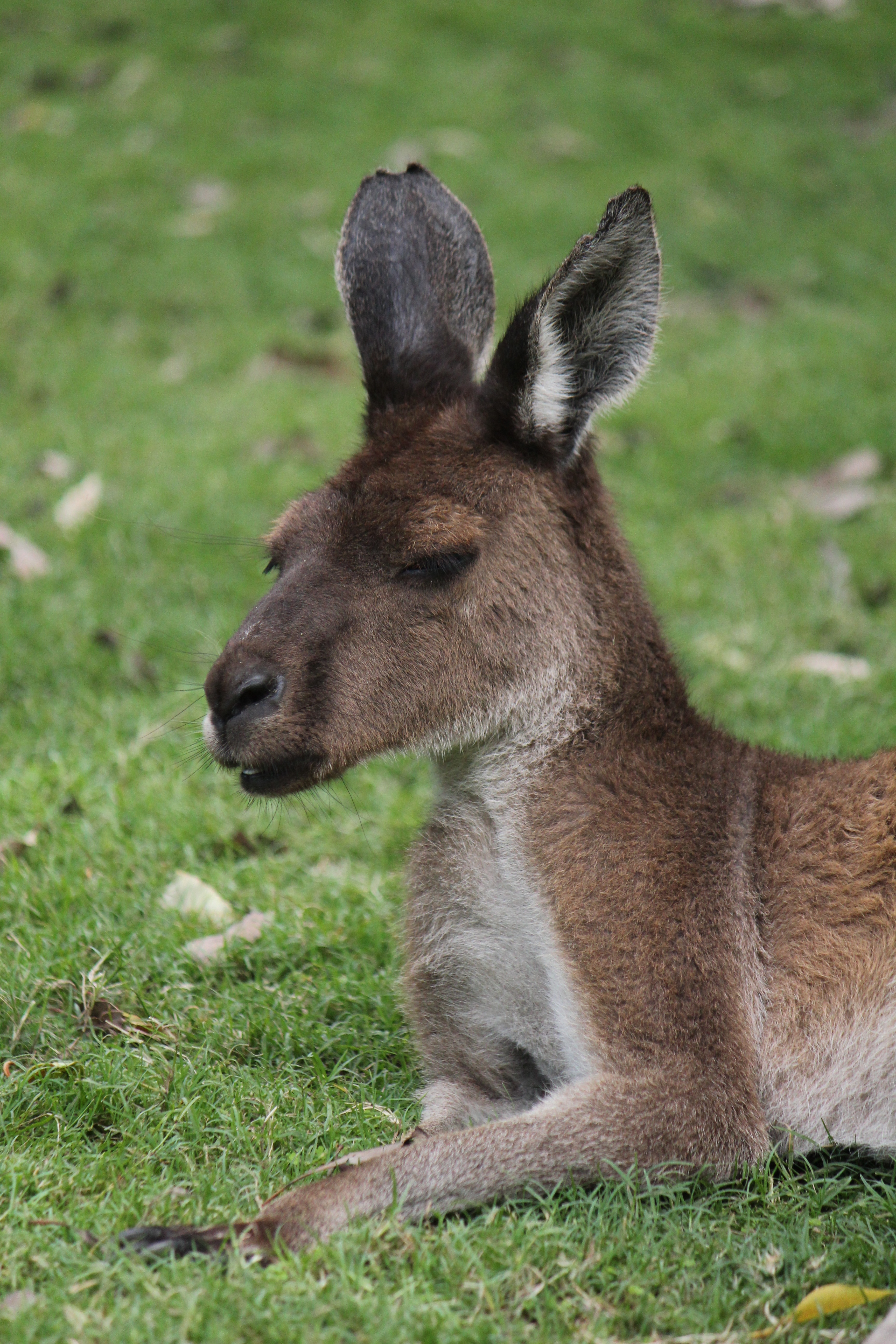 brown and grey kangaroo