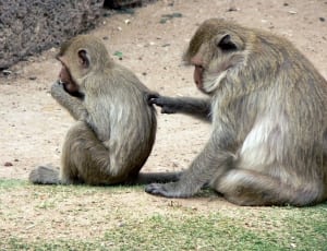 2 gray monkeys thumbnail