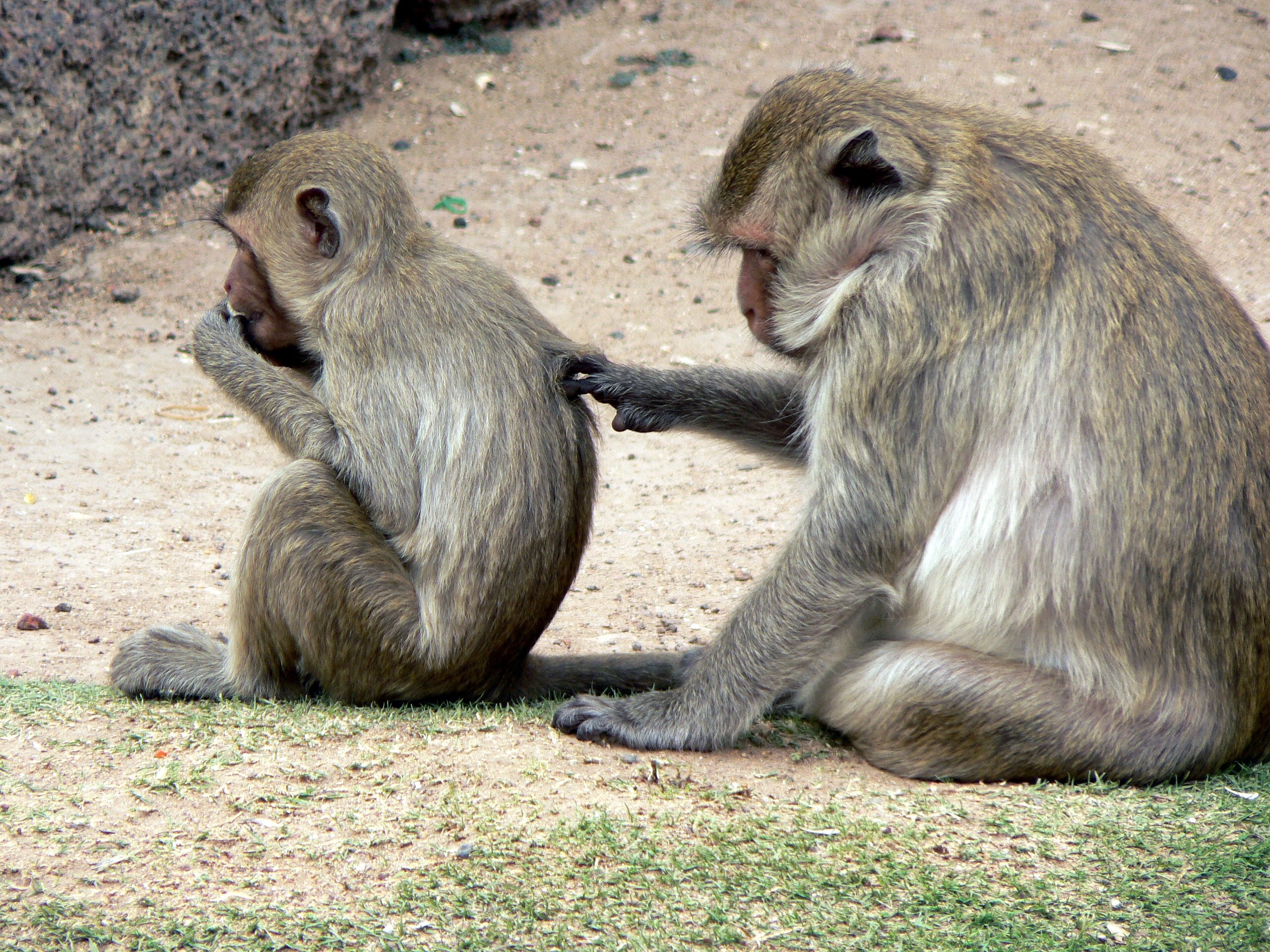 2 gray monkeys