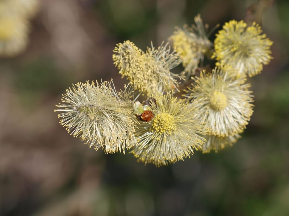 ladybug beetle on yellow and white multi petaled flower selective closeup photography preview