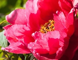 pink flowers thumbnail