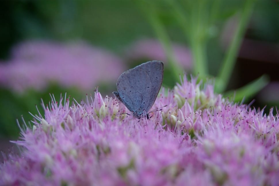 silvery blue butterfly perched on pink flower preview