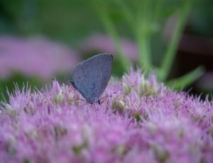 silvery blue butterfly perched on pink flower thumbnail
