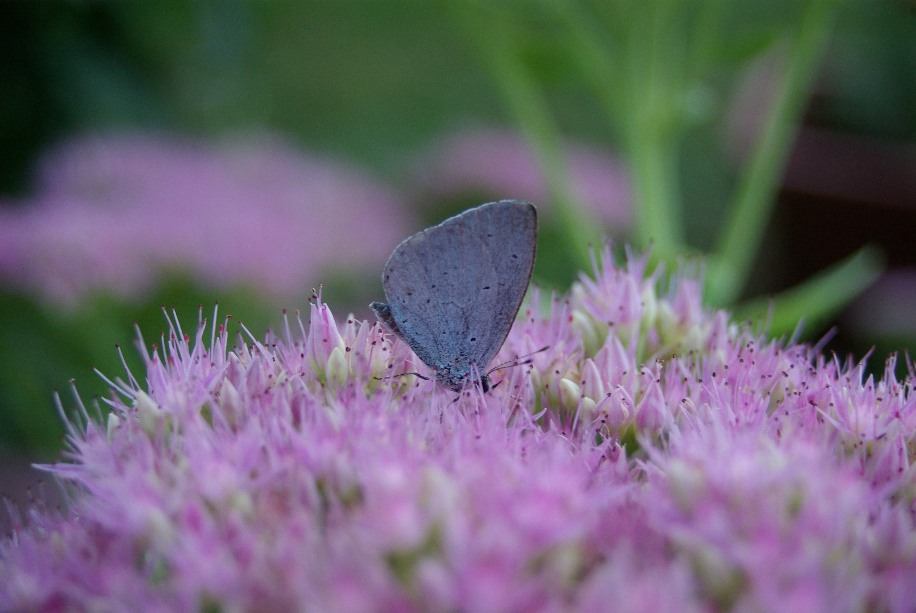 silvery blue butterfly perched on pink flower