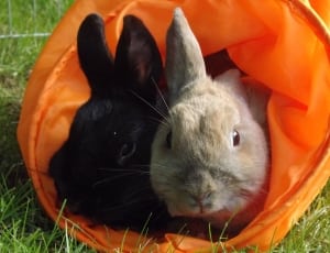 2 rabbits thumbnail